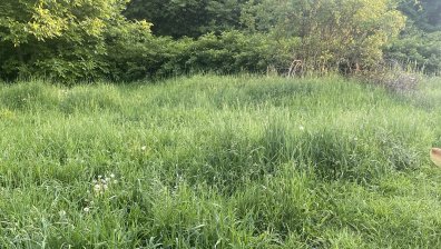 Helpbook: Еднометрова трева, кърлежи и паразити в столичен квартал