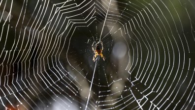 Рекордно откритие: Гигантска паяжина с над 111 000 паяка