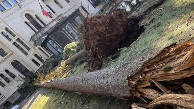 Огромни борове паднаха в дворцовия парк "Врана". Кой не си е свършил работата?