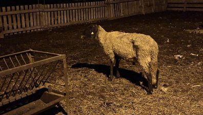 Умъртвяват 150 овце в Желю войвода заради шарка