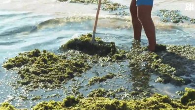 Тонове водорасли притесниха плажуващите по Южното Черноморие