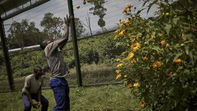 Ковид-19 може да предизвика глад от "библейски размери"
