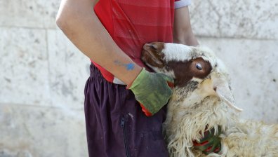 Разтърсващи кадри на измъчени животни: Бруталният им път до чинията