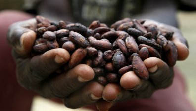 Добивът на какао удари 13-годишно дъно, суша и наводнения съсипват реколтата