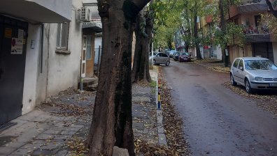 HelpBook: Сигнали за опасни и изсъхнали дървета 