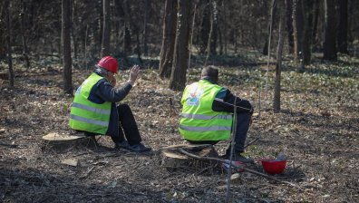 По време на извънредно положение: Масова сеч в Борисовата градина