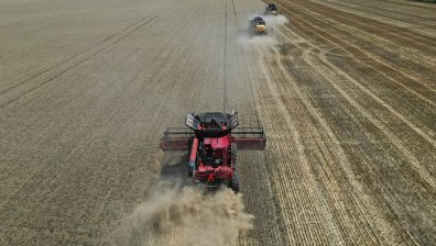 Световните цени на пшеницата остават стабилни, у нас има голямо търсене на фуражна