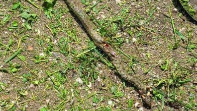 Сигнал в Helpbook: Опасност от змии в столичен квартал