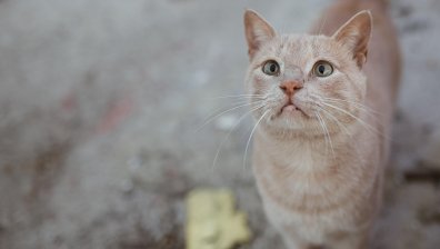 Разкриха подробности за мъжа и жената, измъчвали животни в село Царевец