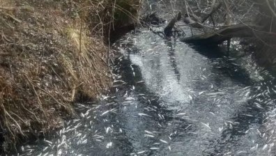 Токсично вещество е изтребило рибата в язовира край с. Жегларци