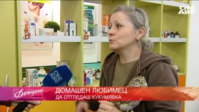 Как да отгледаш кукумявка, как да спасим брака си и какви са полезните свойства на джинджифила