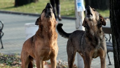 Сигнал за бездомни агресивни кучета във Варна, има и пострадали