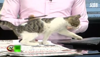 Бездомно коте нахълта в турска телевизия