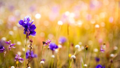 Опасно време в страната, пригответе се за близо 40-градусова жега