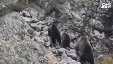 Кафява мечка и малките ѝ се разходиха в Стара планина (+ВИДЕО)