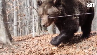 Събудиха се част от мечките в парка в Белица, предстои захранване