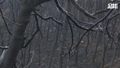 Задържаха 65-годишен мъж за пожарите край Атина