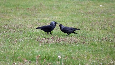 С бяло знаме гонят агресивни врани от детска градина в София
