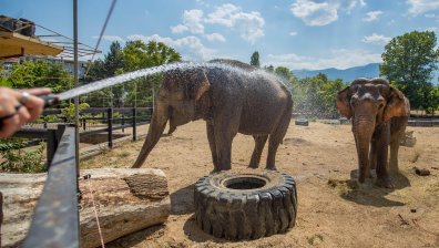 Как се справят животните в Столичния зоопарк с горещините (СНИМКИ)
