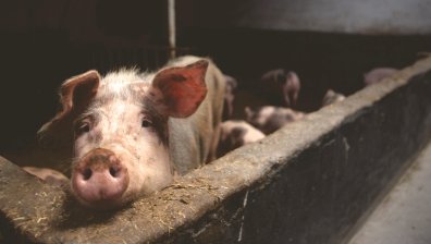 Почина първата жена с механична сърдечна помпа&nbsp;и свински бъбрек