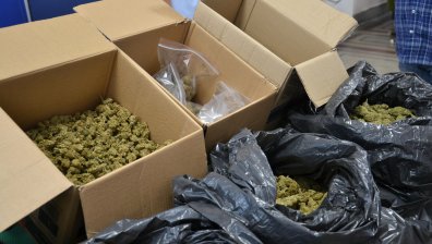 Заловиха прокурорски син с близо 50 килограма марихуана