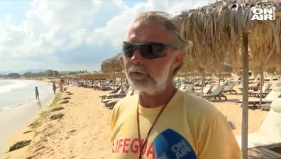 Морето изхвърли мъртво прасе на брега, възможно е да е болно от чума