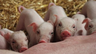 Самолет кацна извънредно заради 100 прасета на борда (+ВИДЕО)