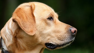 Мъж простреля кучетата на съседа си в Хасковско
