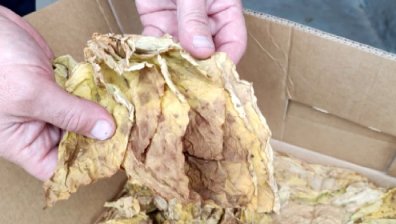 Тютюнопроизводители изнемогват заради ниски изкупни цени на продукцията си