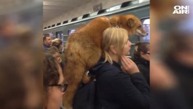Москва: Слагаш лисица около врата и се качваш на метрото