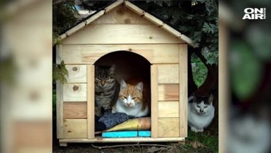 Граждани сигнализират за отровени котки в парк "Свобода" в Пазарджик