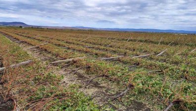 Две години без поморийско грозде на пазара: 90% от продукцията е унищожена