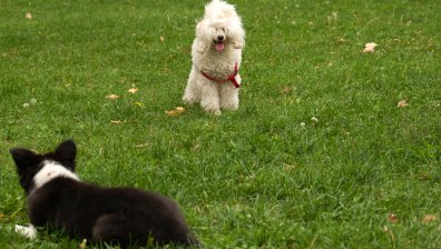 Стопани след забележка за кучето им: Дръжте си детето вързано на каишка