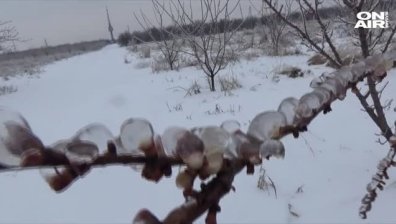 Резките амплитуди на времето съсипаха кайсиите в Силистренско