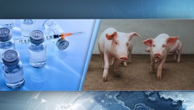 Област Добрич: Обявено е бедствено положение заради чумата по свинете
