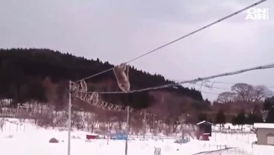 Маймуни показаха завидни акробатични умения по ходене на въже