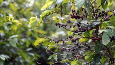 Цената на кафето скача заради слабата реколта в Бразилия и Колумбия