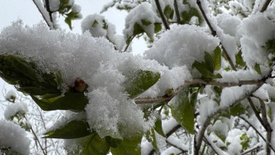 В Сливенско спасяват с огън овошките от измръзване