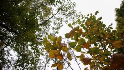 Жълт код за опасен вятър в петък, идват и гръмотевици