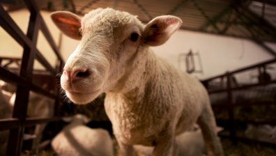 БАБХ със сигнал до прокуратурата заради разпространението на Меди-Висна