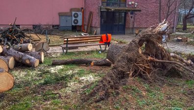 Дърво се стовари върху 62-годишен мъж в Пловдив и го прати в болница