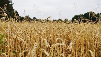 Сушата и жегата продължиха да увреждат пшеницата - предстои ли поскъпване?