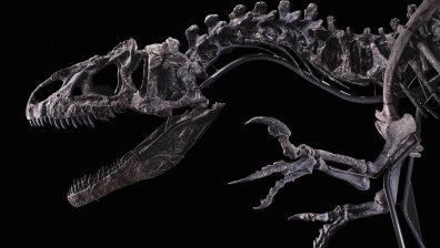 Откриха останки от динозавър в Аржентина