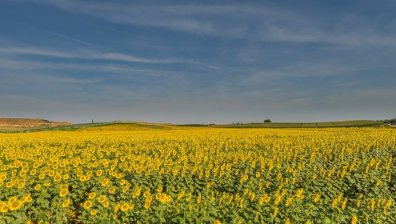 Изнасяме земеделски продукти за близо 5 млрд. евро годишно