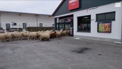 Гладни овце превзеха супермаркет в Бавария (ВИДЕО)