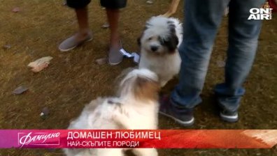 Какво е да имаш фараоново куче и бенгалска котка?