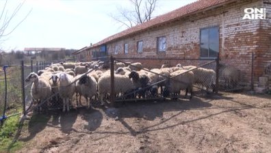 7 дни преди Великден цената на агнешкото скочи