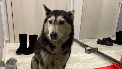 Петиция срещу насилието над животни заради прегазеното куче в София