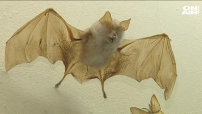 За да ги има и утре - как да пазим прилепите и техните малки, когато сме в пещери