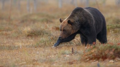 Внимавайте в гората: Мечките са активни след зимния си сън